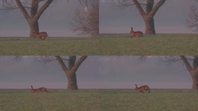 春天在草地上奔跑的野兔(慢步)