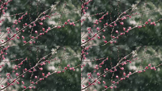 雪天的梅花