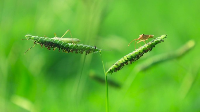 阳光照射绿色草地植树上昆虫