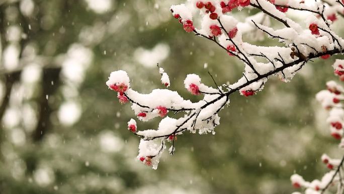 雪天的梅花