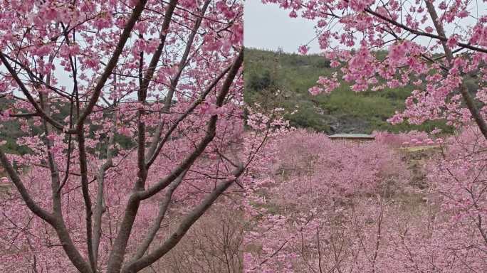 樱花园的樱花开了 春暖花开