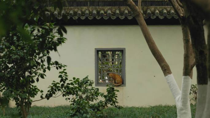 中式园林中的小猫