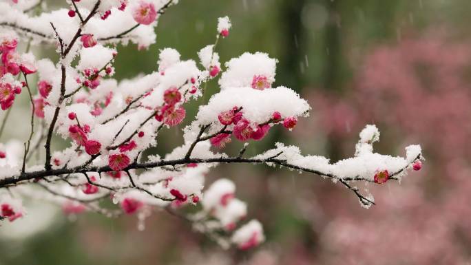 雪天的梅花