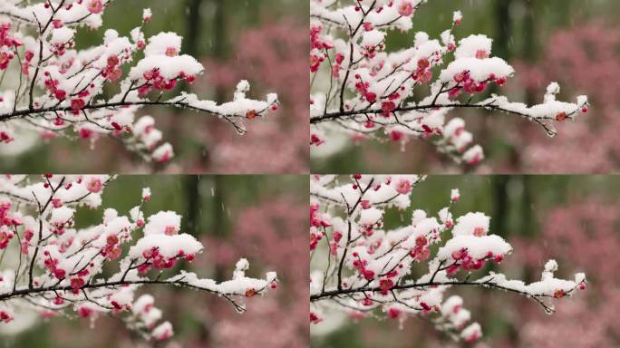 雪天的梅花