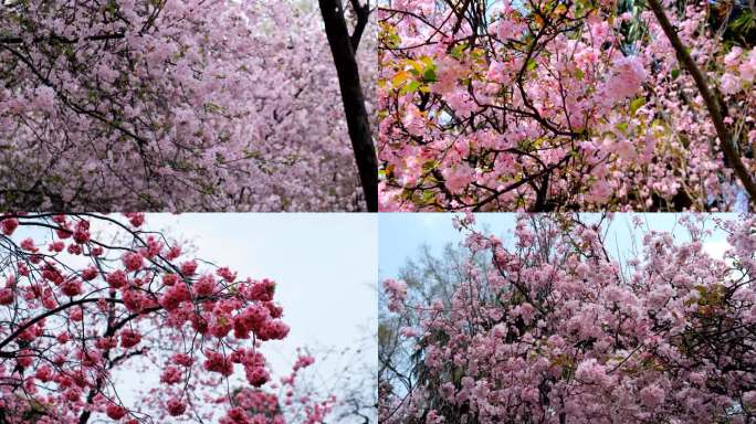 春天必打卡的樱花胜地，昆明圆通山花潮