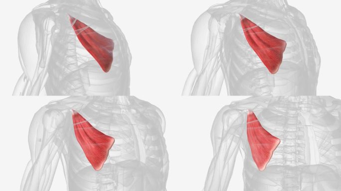 人体最大的动脉是主动脉，它连接心脏的左心室，并分支成一个由更小的动脉组成的网络