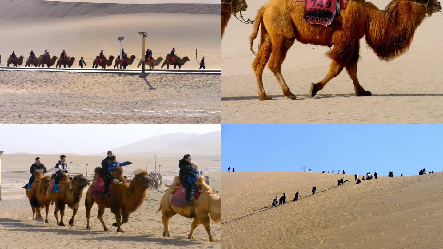 敦煌鸣沙山骑骆驼游客