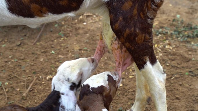两只小山羊在母山羊妈妈山羊奶头上吸吮乳汁。山羊在喝牛奶。