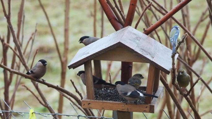 在寒冷的天气里，红腹灰雀、绿腹灰雀、大山雀和麻雀从喂食器里取食。冬天照顾和帮助鸟类。饥饿的红腹灰雀在