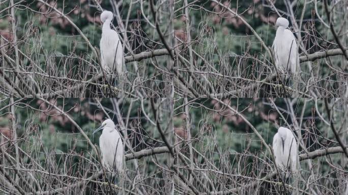 白鹭在树上休息白色鸟枯树羽毛