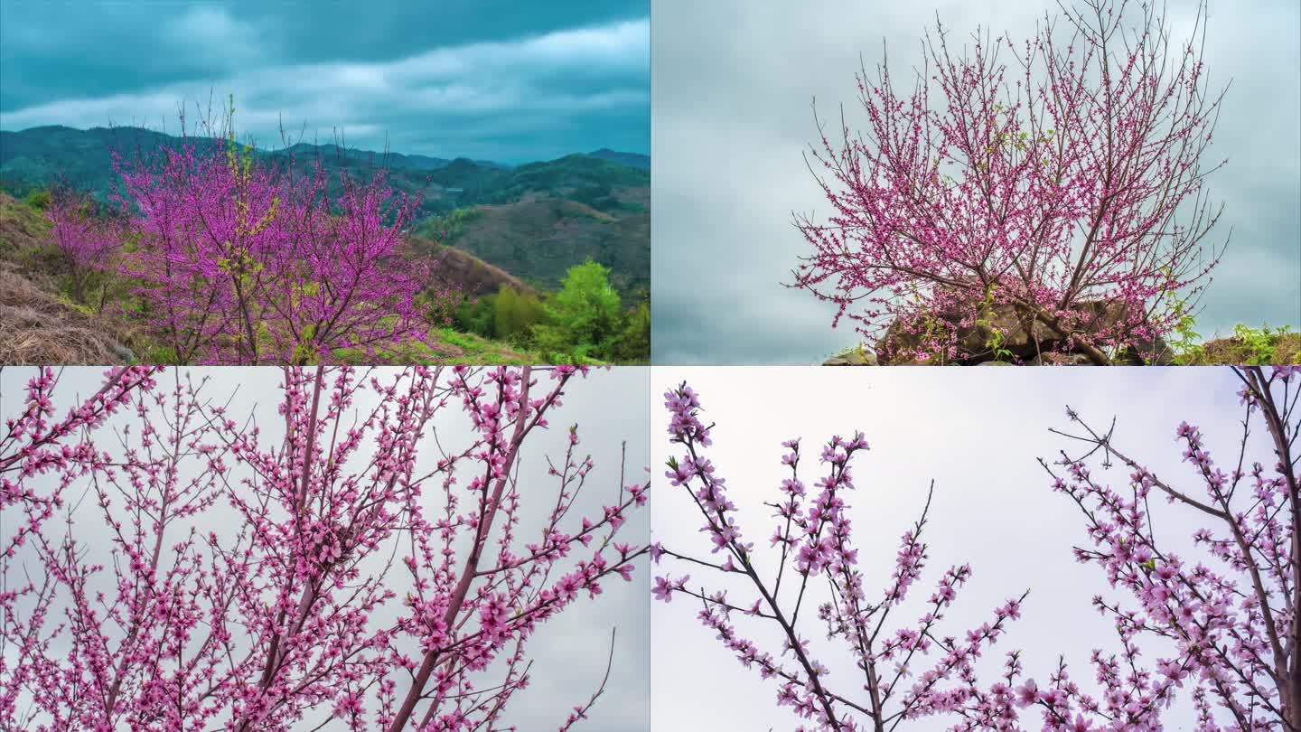 4K春天盛开的桃花延时摄影