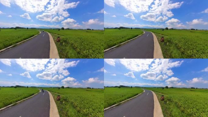 稻田的全景视频，绿色的水稻和光滑的沥青道路
