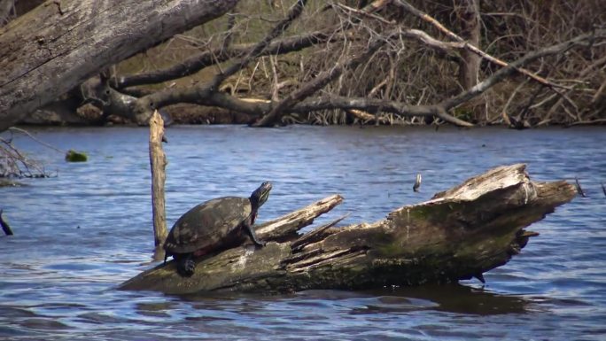 这只乌龟在卡内基湖的一棵死树上休息，小睡莲在水里叶子