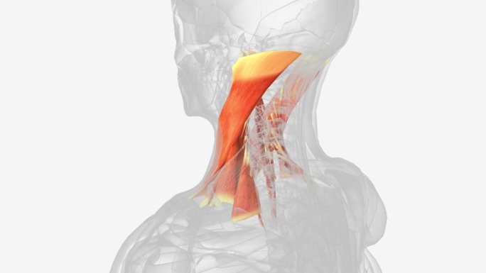 适当的颈部肌肉3d医学