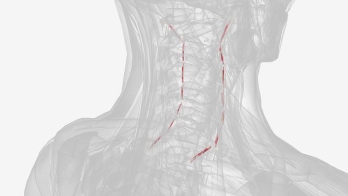 每条颈前横间肌起源于颈椎横突前结节。