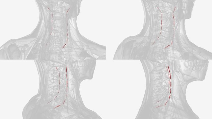 每条颈前横间肌起源于颈椎横突前结节。