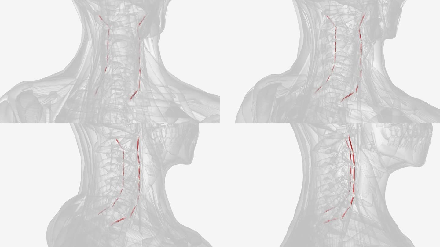 每条颈前横间肌起源于颈椎横突前结节。