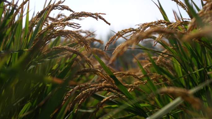 金黄饱满的稻穗农民伯伯喜悦