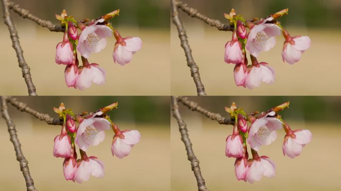 初春的公园树枝发芽花朵盛开