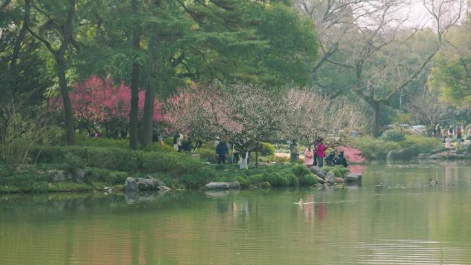 初春的公园树枝发芽花朵盛开