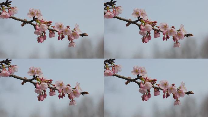 初春的公园树枝发芽花朵盛开