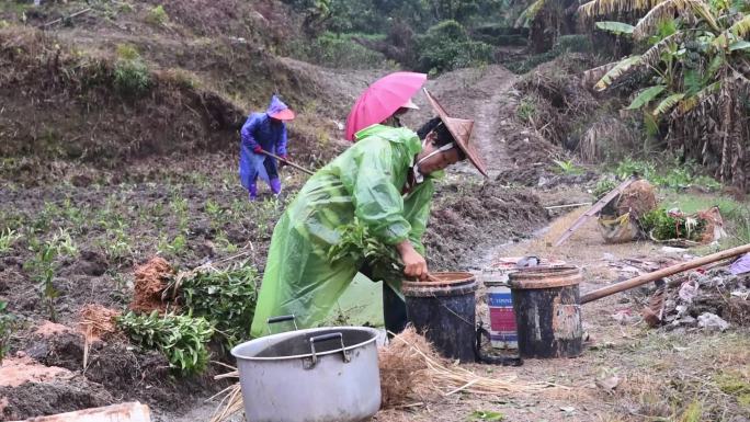 惊蛰过后 茶农雨中种茶