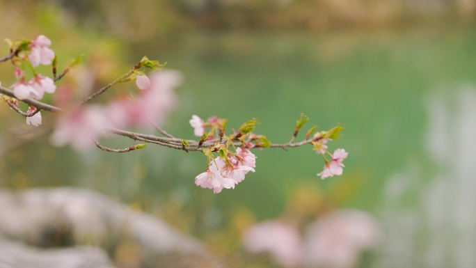 初春的公园树枝发芽花朵盛开