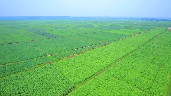 安徽宿州长江中下游种植业农业粮食农田