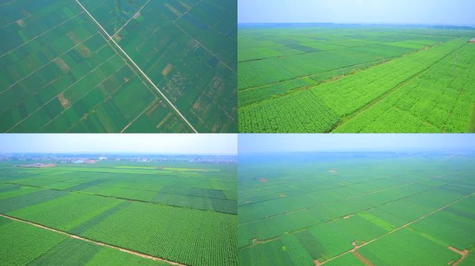 安徽宿州长江中下游种植业农业粮食农田