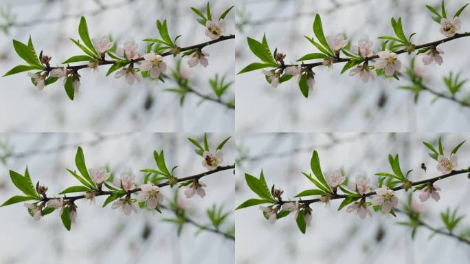 初春的公园树枝发芽花朵盛开