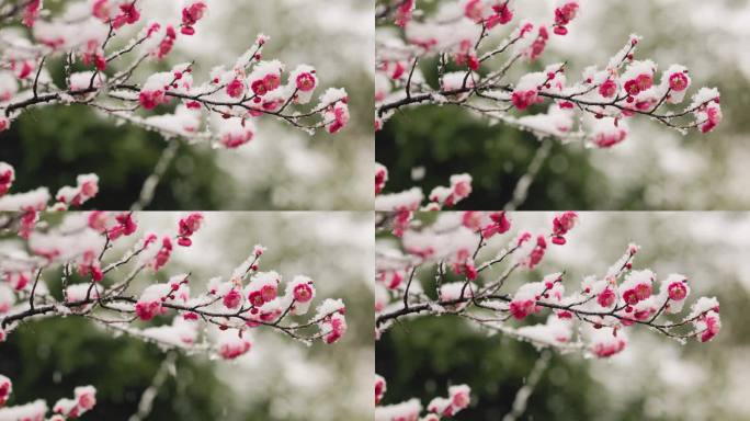 雪天的梅花