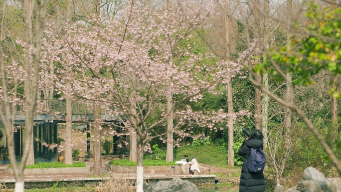 初春的公园树枝发芽花朵盛开