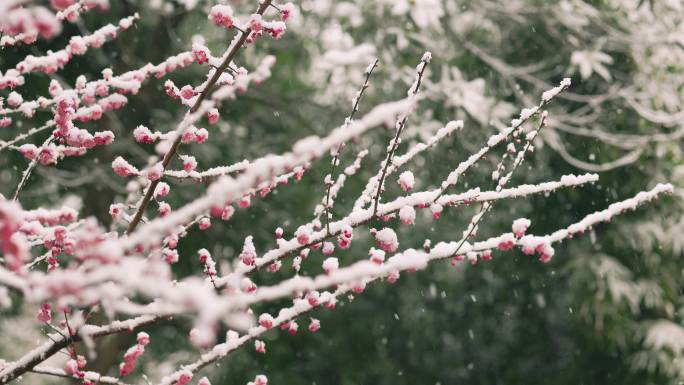 雪天的梅花