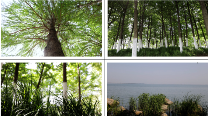 树 树林 自然 春天 湖水  绿色 环保