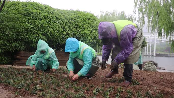 城市绿化种植草坪