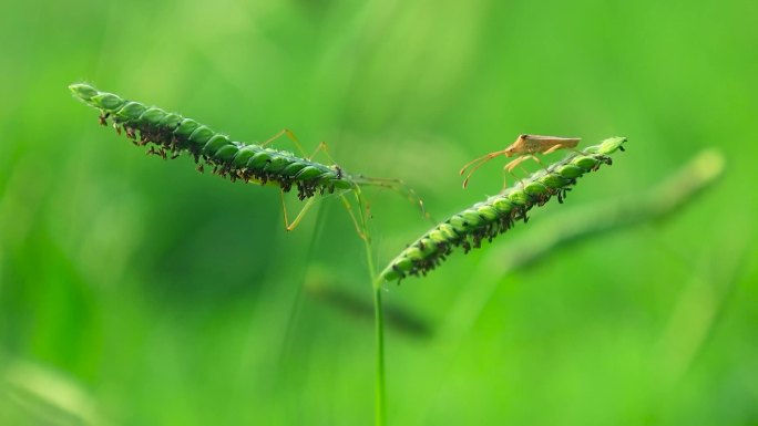 阳光照射绿色草地植树上昆虫