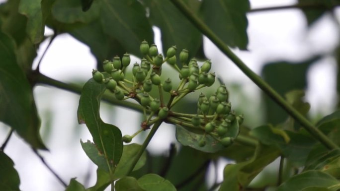 黄柏(栓皮栎)。它被作为一种中药用于治疗脑膜炎、细菌性痢疾、肺炎、肺结核、肿瘤、黄疸