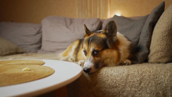 有趣可爱的三色犬威尔士柯基犬躺在家里的沙发上等待家人的特写。4k胶片。和宠物一起生活。四条腿的朋友。