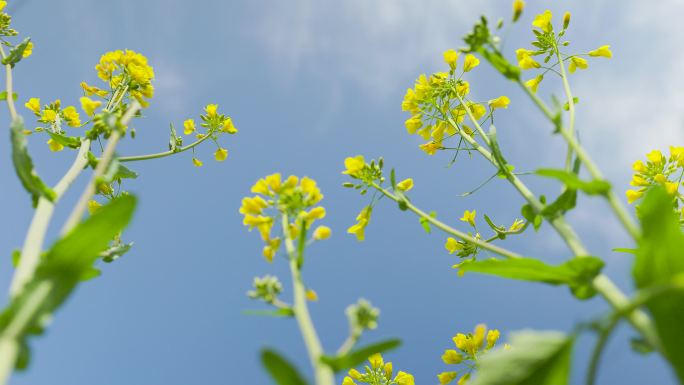 春日的清晨沾满露水的油菜花