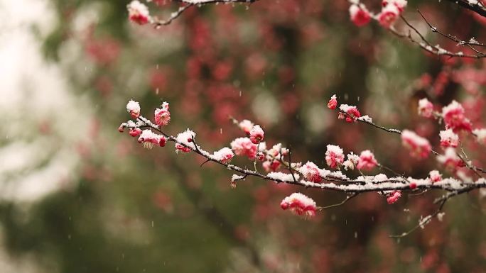 雪天的梅花