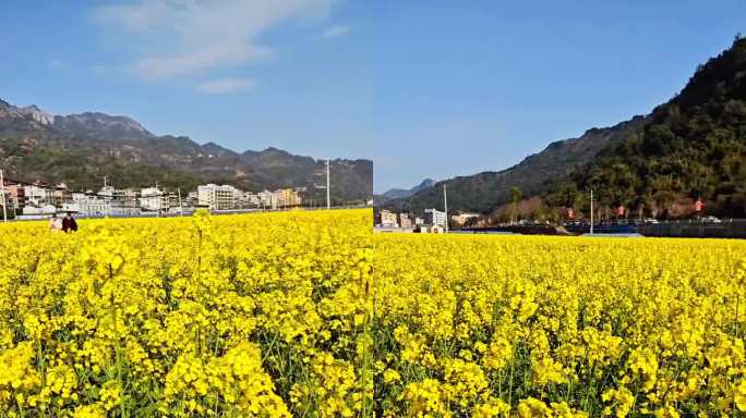 黄灿灿的油菜花田，春暖花开