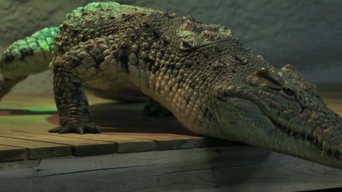 尼罗河鳄鱼滑出码头落入水中，失去了对焦点的可怕的捕食者