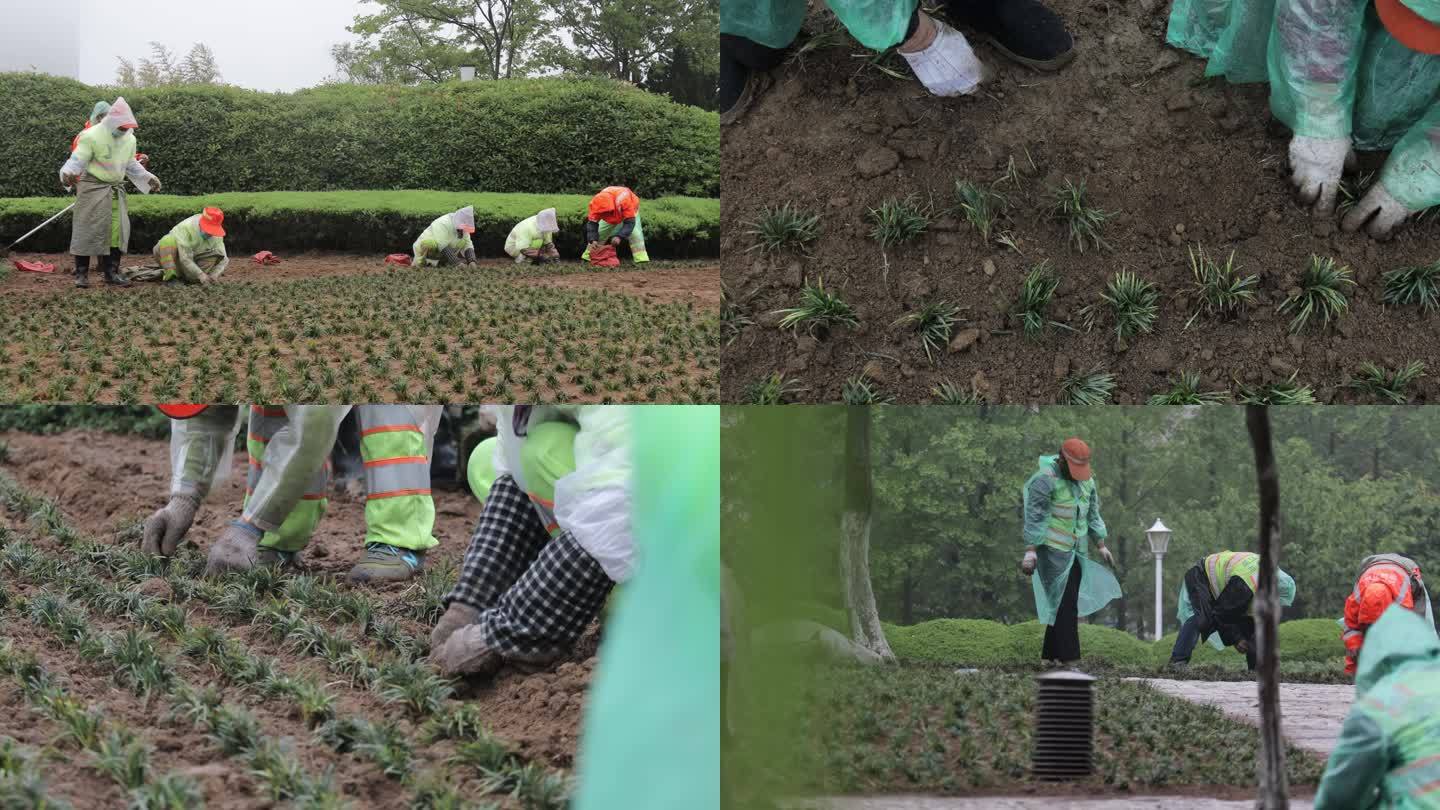 城市绿化种植草坪