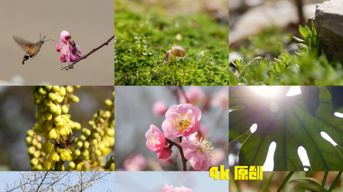 春分春天谷雨惊蛰雨水立夏光影树叶昆虫节气