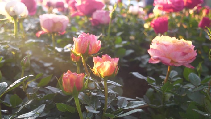 阳光花花柔玫瑰阳光花模糊的背景。阳光透过柔和的粉红玫瑰浪漫绽放春天的季节柔和的光线。美丽的花园里盛开