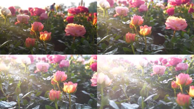 阳光花花柔玫瑰阳光花模糊的背景。阳光透过柔和的粉红玫瑰浪漫绽放春天的季节柔和的光线。美丽的花园里盛开