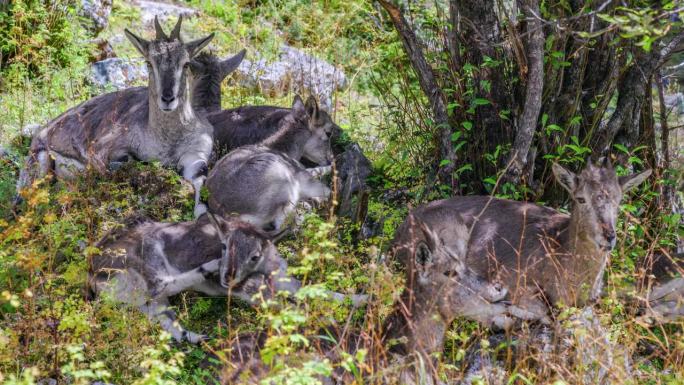 成群的蓝羊生活在青藏高原上