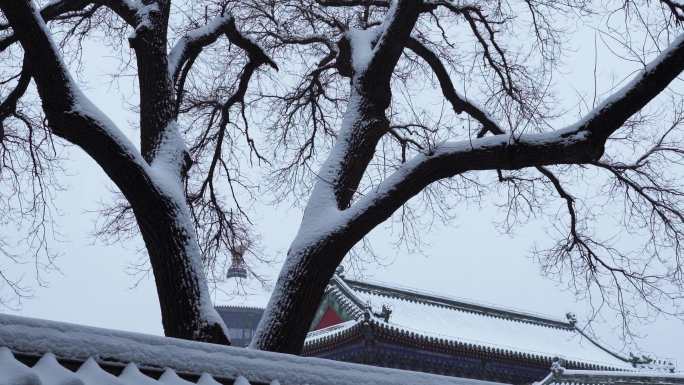 北京天坛雪景