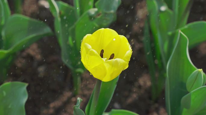 【实拍合集】郁金香花海