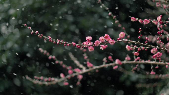 雪天的梅花